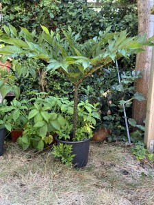 Amorphophallus konjac 20220825 IMG_2179_1.JPG