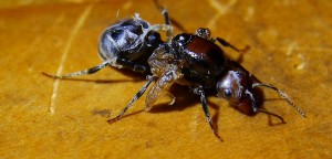 Messor cephalotes Königin mit Puppenhaut _1.jpg