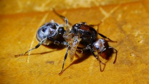 Messor cephalotes Königin mit Puppenhaut _2.jpg