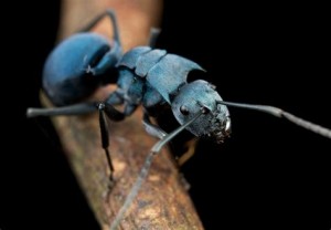 Polyrhachis cyaniventris