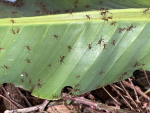 Atta cephalotes bicolor 20221030 IMG_3184_1 Bananenblatt.JPG