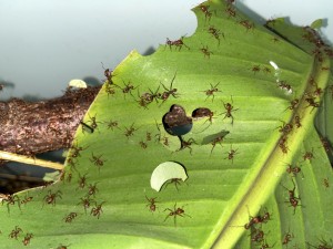 Atta cephalotes bicolor 20221030 IMG_3187_1 Bananenblatt.JPG