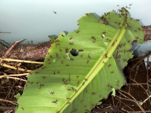 Atta cephalotes bicolor 20221030 IMG_3186_1 Bananenblatt.JPG