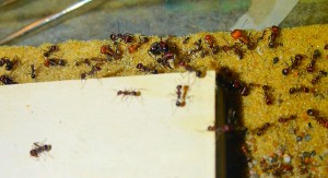 Messor cephalotes _4.jpg