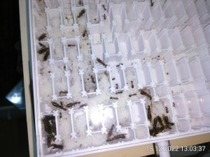 IMG_20221215_130337.jpg (2.09 MiB) 855 mal betrachtet Mittags sind wieder Prinzessinnen unterwegs.