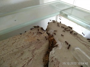 IMG_20221215_130442.jpg (2.87 MiB) 1153 mal betrachtet Hier kann man eigentlich alle Formen sehen: Minore, Majore und alles dazwischen sowie königlicher Nachwuchs beiderlei Geschlechts