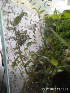 IMG_20221215_130531.jpg (2.91 MiB) 879 mal betrachtet Und so sieht's im Moment mittags im Dschungel aus.