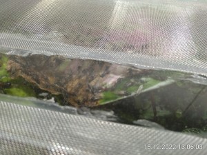 IMG_20221215_130603.jpg (3.84 MiB) 1153 mal betrachtet Das sind fast alles Männchen.