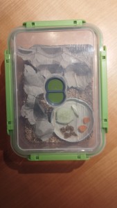 IMG_20221227_172519.jpg (3.11 MiB) 1724 mal betrachtet Und so, mit Deckel, stehen sie dann im Zimmer