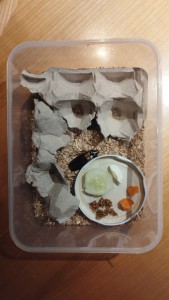 IMG_20221227_172500.jpg (3.48 MiB) 1760 mal betrachtet Quasi fertig, zu Essen gab es heute Gurke, Karotte, getrocknete Feige und Frischkäse (habe gelesen, den sollen sie mögen, Mal sehen)