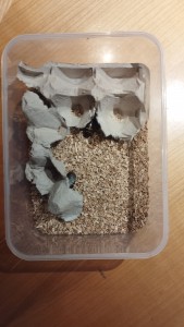 IMG_20221227_172420.jpg (4.05 MiB) 1806 mal betrachtet Die neu "eingerichtete" Box