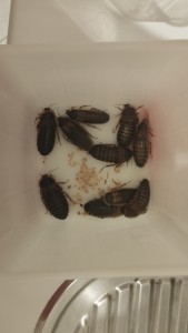 IMG_20221227_171100.jpg (2.67 MiB) 1724 mal betrachtet Die 10 Argentinischen Waldschaben in ihrer ganz kurzen Zwischenstation