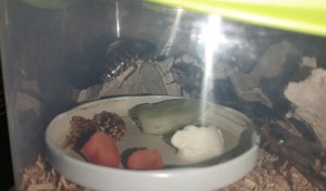 IMG_20221227_183227.jpg (946.54 KiB) 1718 mal betrachtet Habe es sogar Mal geschafft, die Schaben bei der Nahrungsaufnahme abzulichten. Wenn es dunkel wird, trauen sie sich schon raus :D