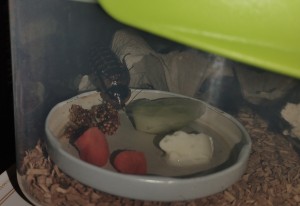 IMG_20221227_183153.jpg (908.63 KiB) 1800 mal betrachtet IMG_20221227_183153.jpg