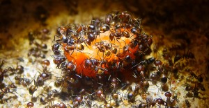 Camponotus nicobarensis futtern Mohrrübe