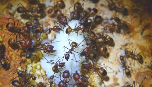 Camponotus nicobarensis futtern Eiweiß