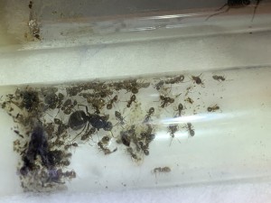 Lasius niger ?!? (Erste Winterruhe)