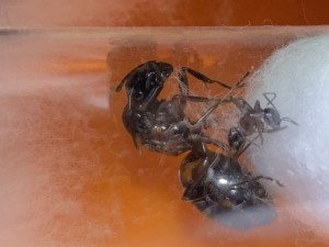 Camponotus herculeanus (zweite Winterruhe) 1 Arbeiterin / 4 Arbeiterinnen letzte Saison verstorben.