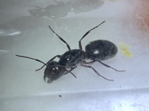 Camponotus herculeanus ?!? (erste Winterruhe) 4 Larven