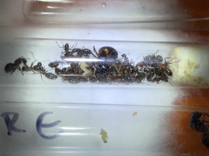 Camponotus ligniperda (2te Winterruhe)