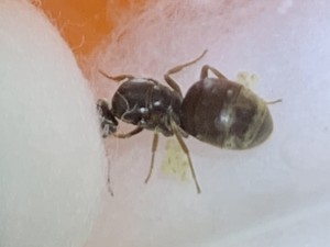 Lasius niger ?!? (erste Winterruhe) ohne Arbeiterinnen