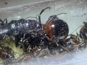 Die gleiche Kolonie Camponotus ligniperda
