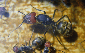 Camponotus singularis Königin