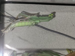 Mantis während der Häutung