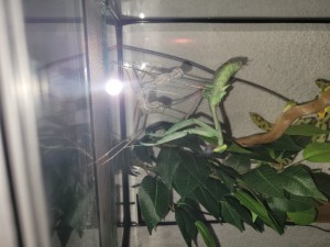 Mantis nach der Häutung
