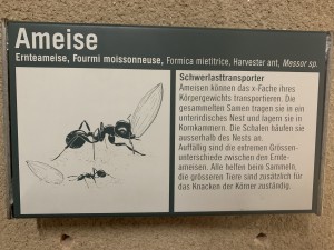 Die Beschreibungen ….