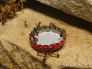 IMG_20230224_172456.jpg (1.14 MiB) 869 mal betrachtet Der Deckel war relativ schnell geleert.