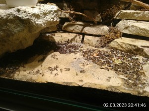 IMG_20230302_204146.jpg (3.08 MiB) 872 mal betrachtet gestern