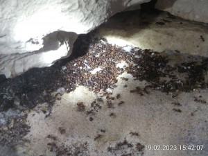 IMG_20230219_154207.jpg (2.65 MiB) 1463 mal betrachtet 19.2.