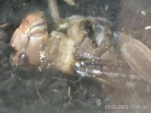 IMG_20230225_154132.jpg (1.07 MiB) 1463 mal betrachtet Das sind keine Asseln.