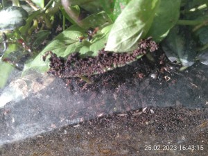 IMG_20230225_164315.jpg (3.2 MiB) 795 mal betrachtet Aber was soll das, Ladys?