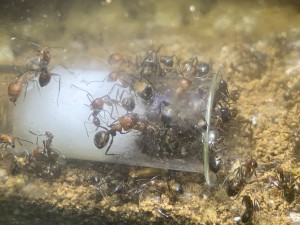 F28DF507-F5C4-4C0B-8F72-231AEBFC4F34.jpeg (2.15 MiB) 1311 mal betrachtet Ich musste durch die Arenascheibe fotografieren, deshalb ist das Foto so milchig!