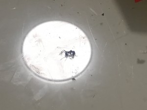 Das erste mal dass ich eine meiner Ameisen töten musste, hoffe das passiert so schnell nicht wieder