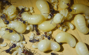Messor cephalotes Königinnenlarven.gif