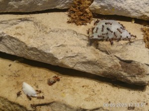 IMG_20230506_171357.jpg