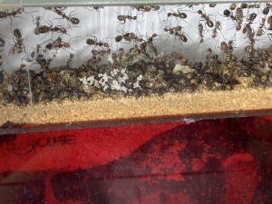 IMG_1921.jpeg (2.11 MiB) 1679 mal betrachtet … und nochmals Brut!