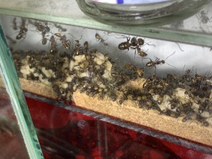 IMG_1922.jpeg (1.74 MiB) 1679 mal betrachtet … Brut …