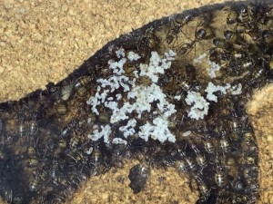 IMG_1924.jpeg (1.67 MiB) 1491 mal betrachtet … Brut …