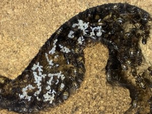 IMG_1925.jpeg (1.66 MiB) 1677 mal betrachtet Brut …