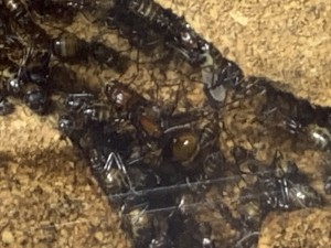 IMG_1926.jpeg (1.01 MiB) 2160 mal betrachtet Als erstens mal Madame Königin! Sie ist seit gut zwei Jahren immer in den selben 5x5 cm des Nestes!