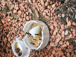 2E3E8E7E-56B8-48D8-9FAE-4241902A1C8A.jpeg (2.43 MiB) 1231 mal betrachtet …da freuen sich Gyne und Larven!