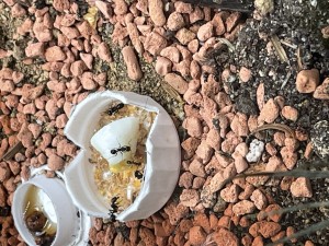 175C715A-0E8A-421F-BDA7-C00A2E8DC507.jpeg (2.45 MiB) 1155 mal betrachtet Lecker Ei und frische Schrimps…