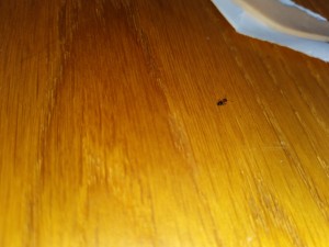 IMG_20230526_153046.jpg