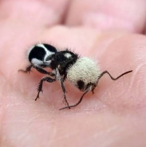 Panda-Ameise.JPG
