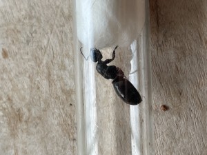 932A48DF-E012-45DF-88C7-17770E7F420E.jpeg (1.9 MiB) 582 mal betrachtet 932A48DF-E012-45DF-88C7-17770E7F420E.jpeg