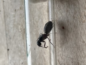 F599335C-0B28-4E5D-8B91-3B0A6D3452F4.jpeg (1.89 MiB) 582 mal betrachtet F599335C-0B28-4E5D-8B91-3B0A6D3452F4.jpeg